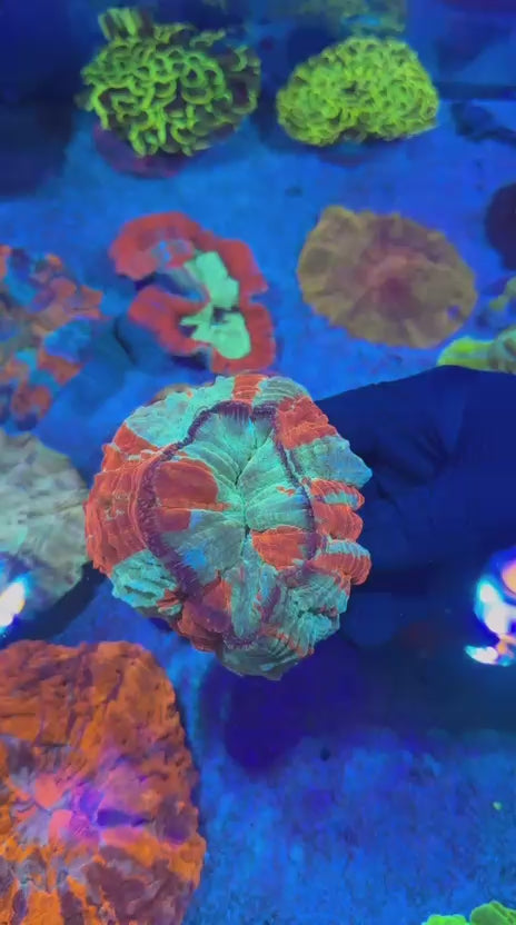 Ultra Bleeding Apple Acantho (Acanthophyllia deshayesiana)