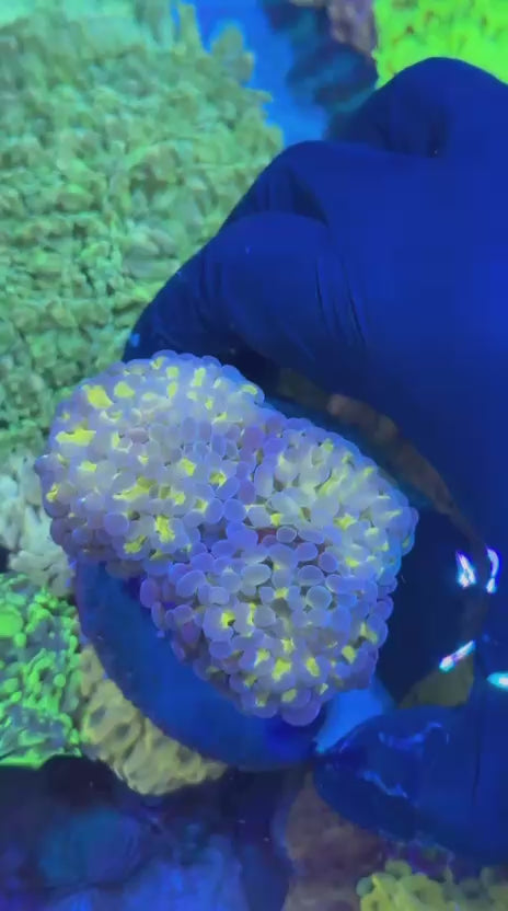 Gold Steam Frammer (Euphyllia paraancora)