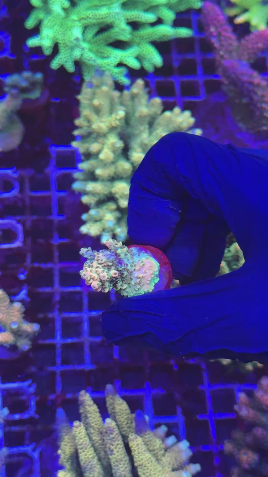 Papaya cytherea frag (Acropora cytherea)