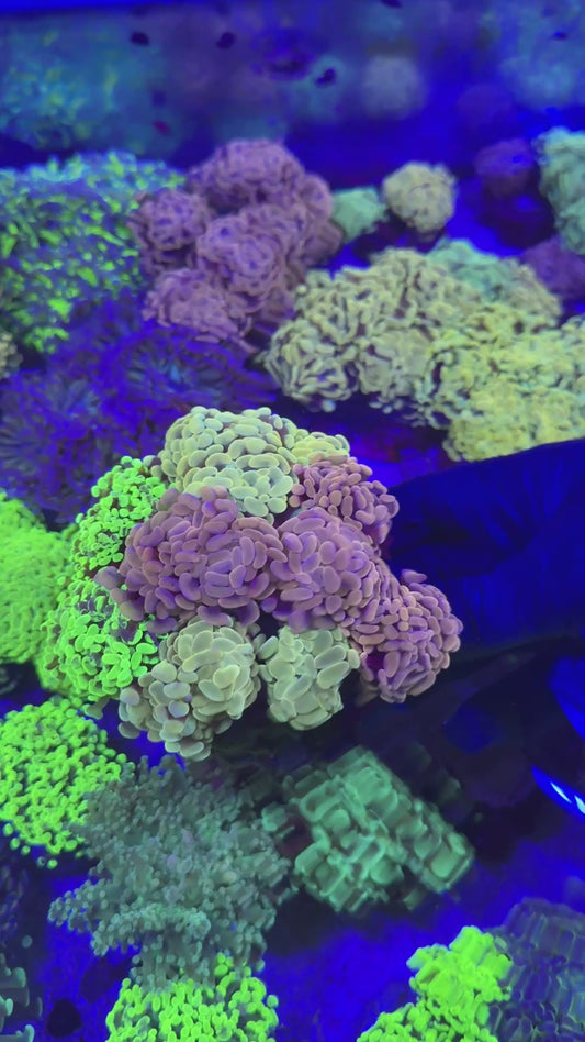 Dream Hammer garden ( Euphyllia paraancora )
