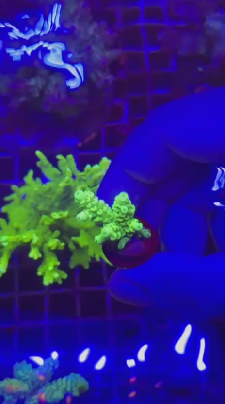 Acropora tenuis Hulk rage