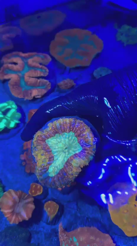 Volcano Symphy (Symphyllia spp.)