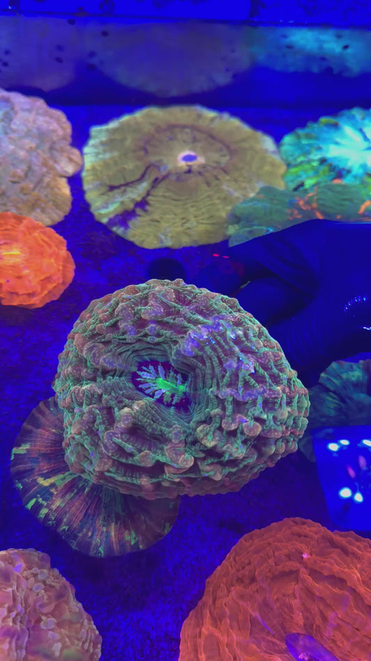 Rainbow Leopard Indophyllia