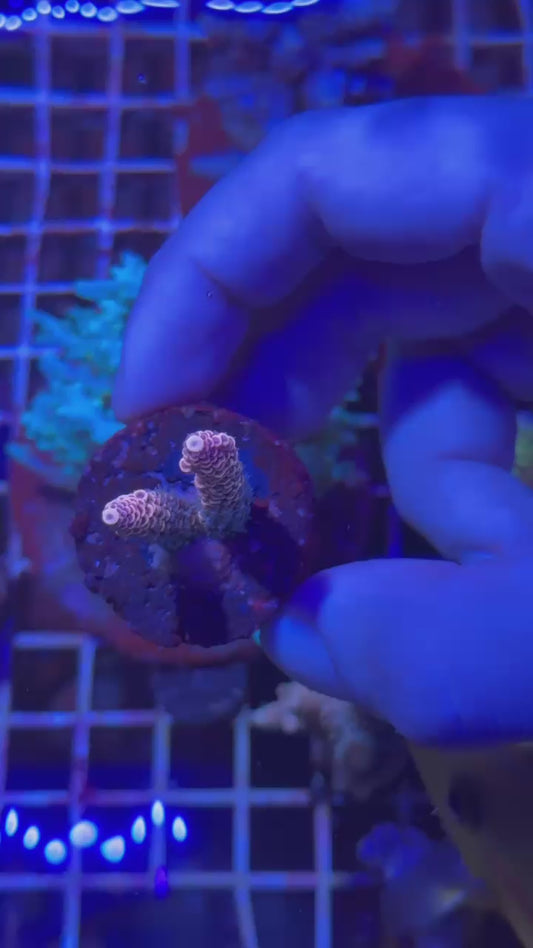 Double rainbow milly ( Acropora millepora )