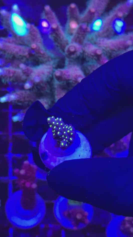 Blueberry tricolor Frag (Acropora valida)