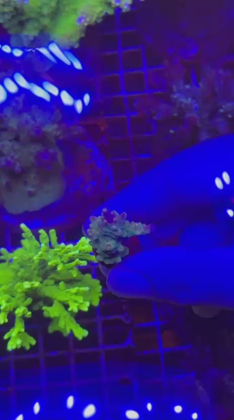 Acropora divaricata sour patch