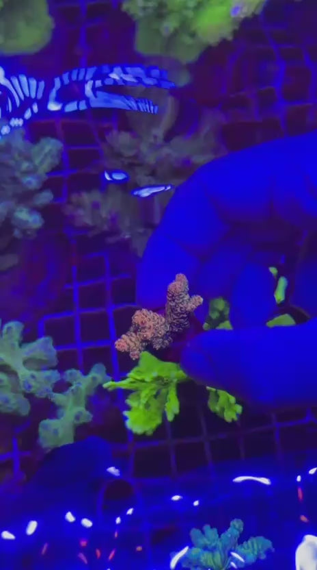 Acropora hyachintus orange
