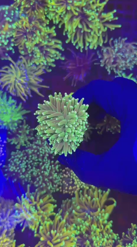Hulk torch (Euphyllia glabrescens)