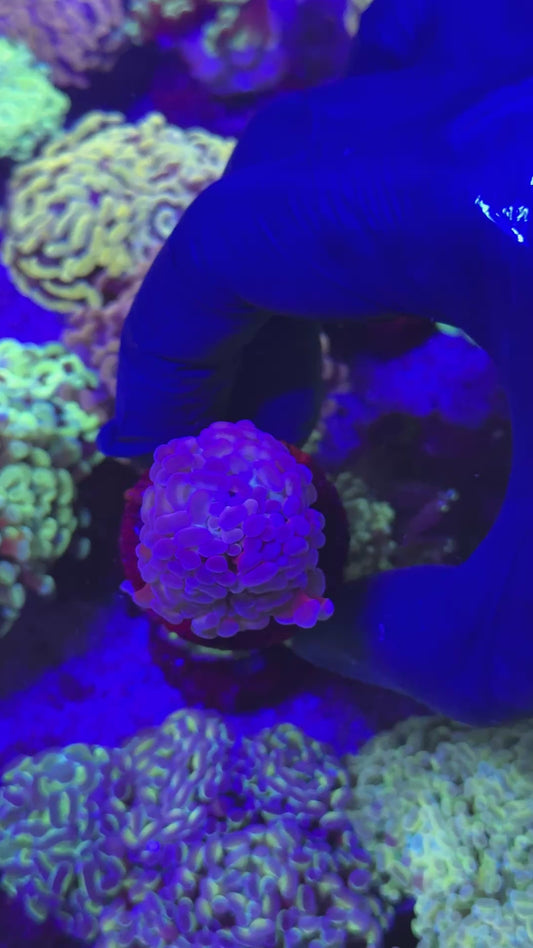 Blue hammer ( Euphyllia paraancora )