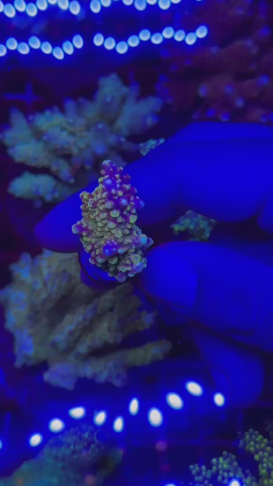 Acropora divaricata sour patch