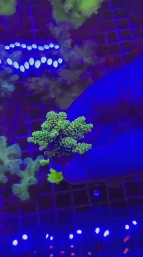 Acropora tenuis green