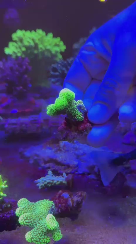 Stylophora pistillata green polyps