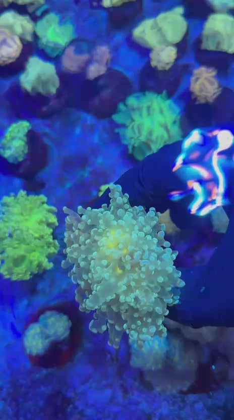 Galaxy para (Euphyllia paradivisa)