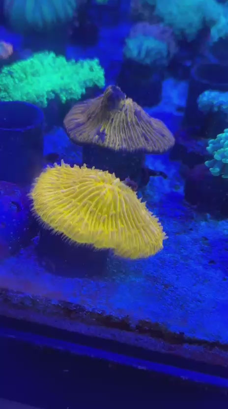 Toxic orange fungia (Fungia sp.)