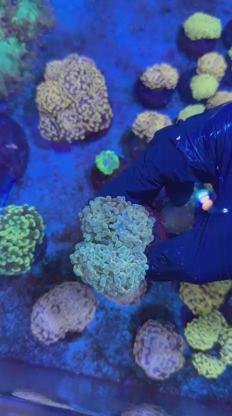 Shiny hammer (Euphyllia paraancora)