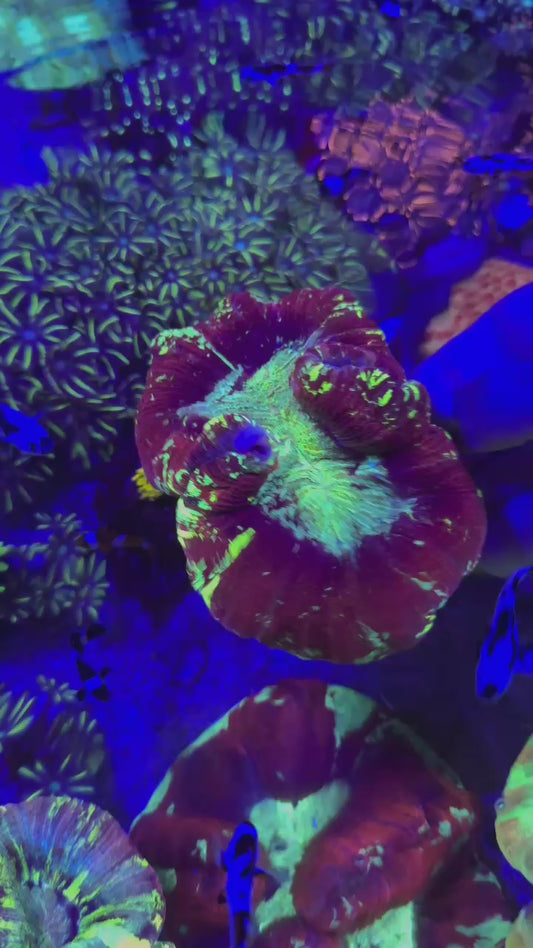 Trachyphyllia geoffroyi red