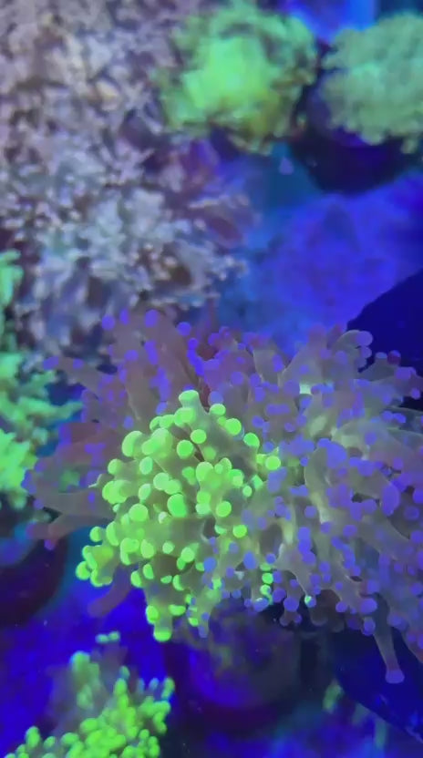 Grafted para (Euphyllia paradivisa)