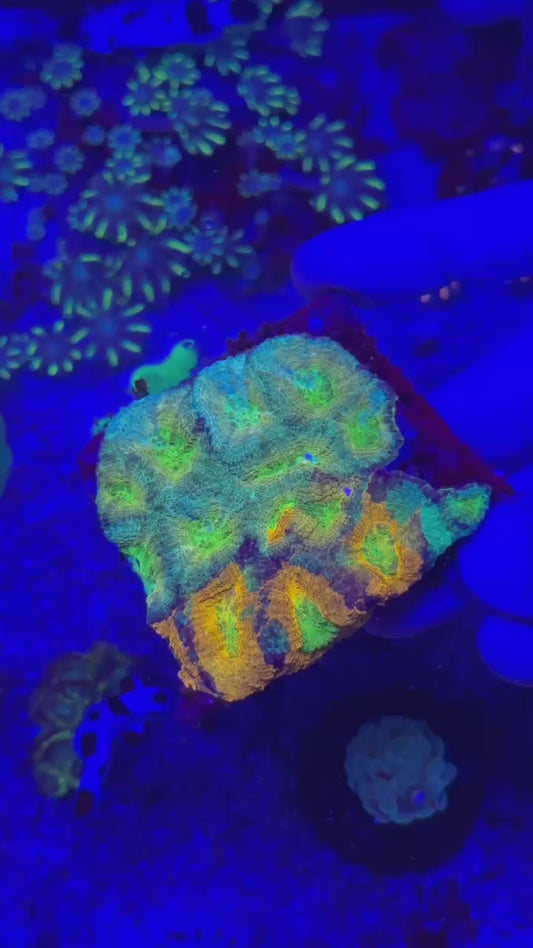 Chimera echinata ( Acanthastrea echinata )