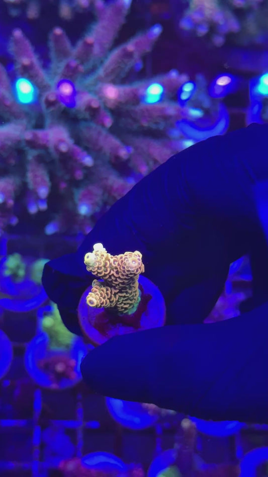 Orange milly Frag (Acropora millepora)