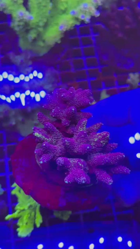 Acropora millepora colony rainbow splice reverse UNIQUE