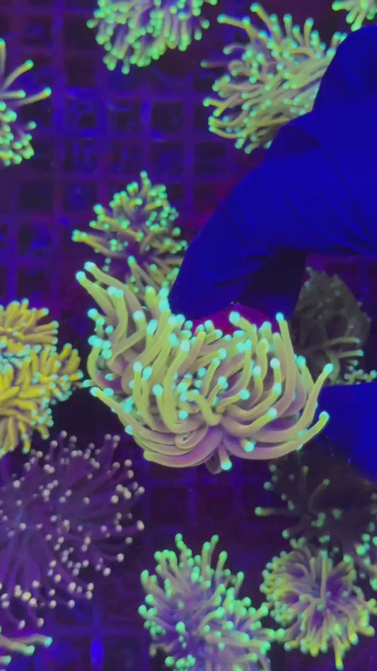 Jester torch 2h (Euphyllia glabrescens)