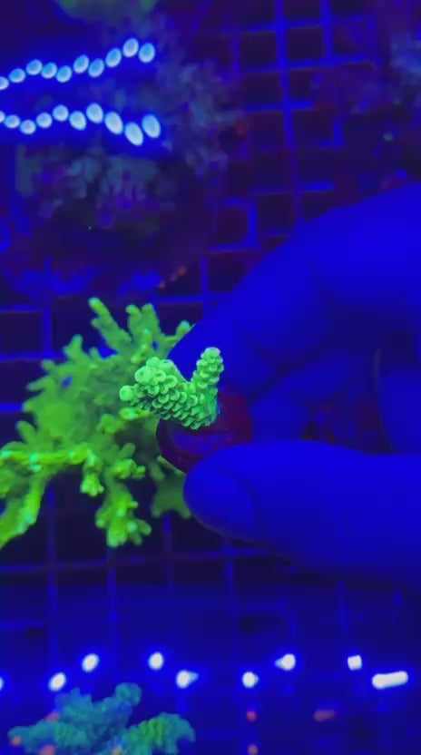 Acropora tenuis Hulk rage