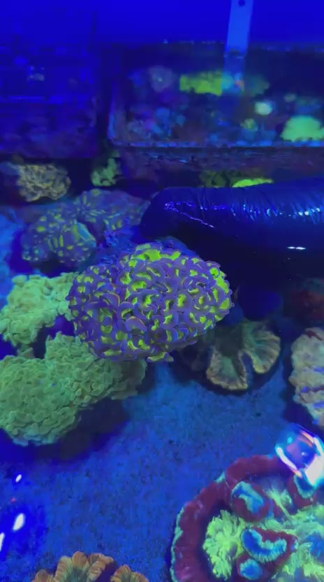 Reverse Hammer (Euphyllia ancora)