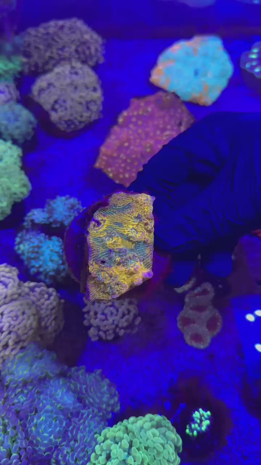 Convict gold chalice colony (Echinophyllia sp.)