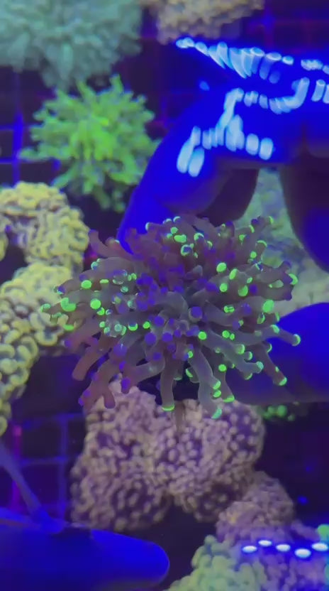 Grafted para (Euphyllia paradivisa)
