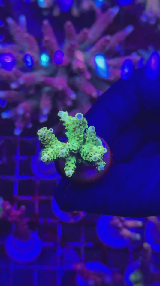 Lemonade frag (Acropora microclados)