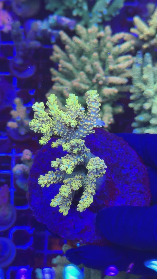 Master Pikachu colony (Acropora cytherea)