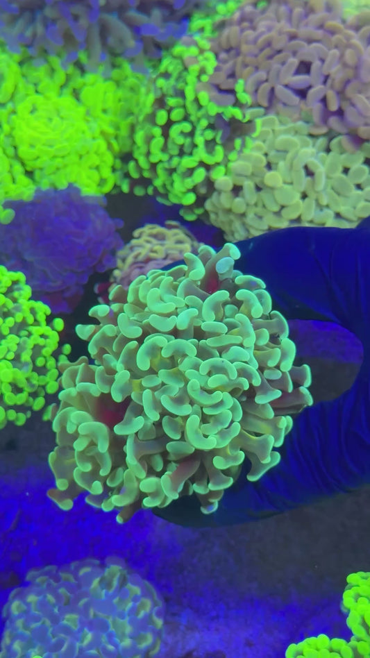 Ultra green hammer (Euphyllia paraancora)