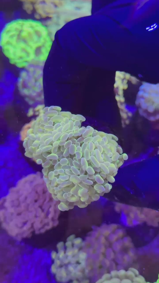 Shining para 3h (Euphyllia paraancora)