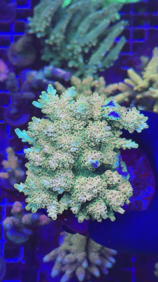 Papaya colony (Acropora cytherea)