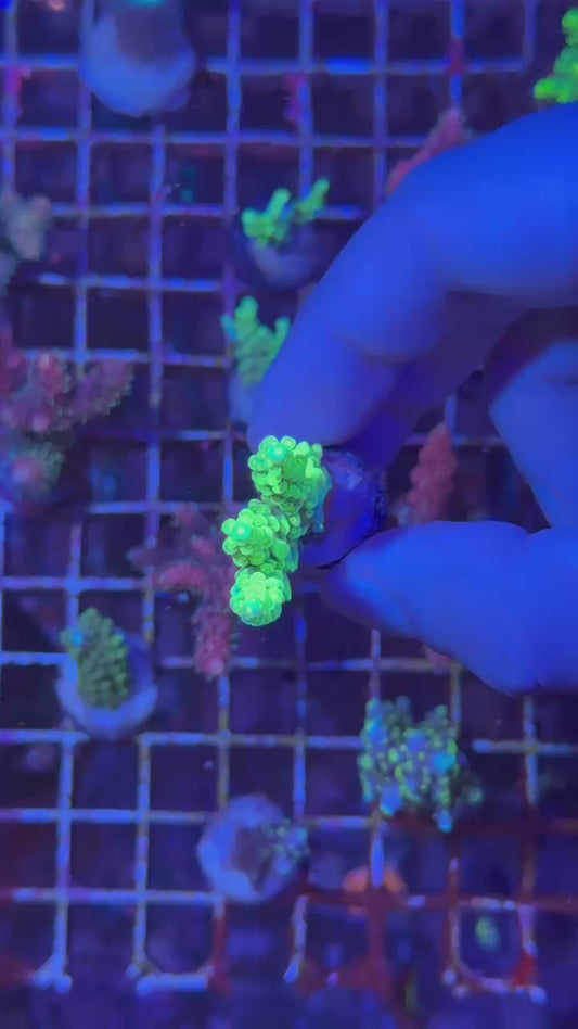 Peter pan tenuis ( Acropora bifaria )