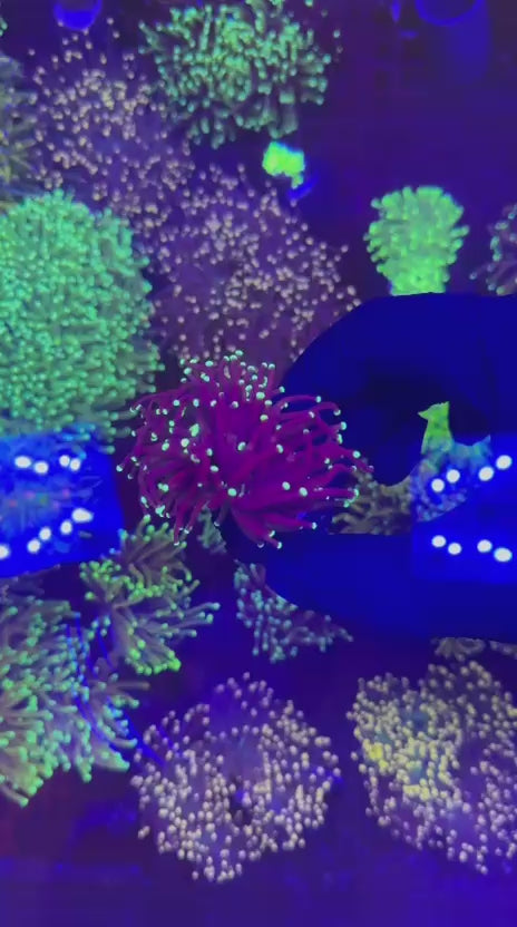 Daylight torch (Euphyllia glabrescens)