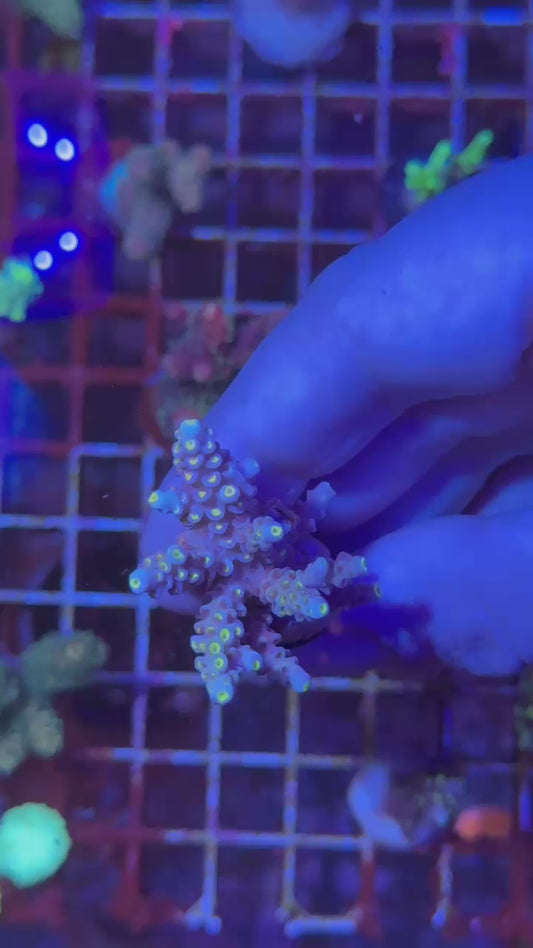 Peach tree tenuis ( Acropora bifaria )
