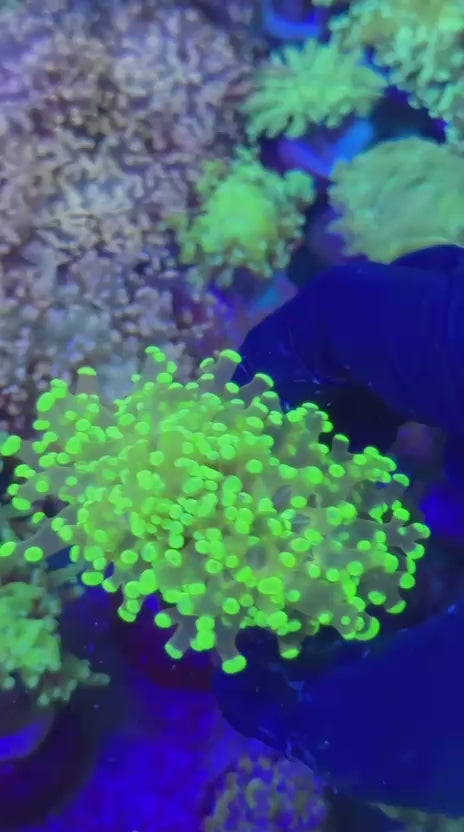 Toxic green para (Euphyllia paradivisa)