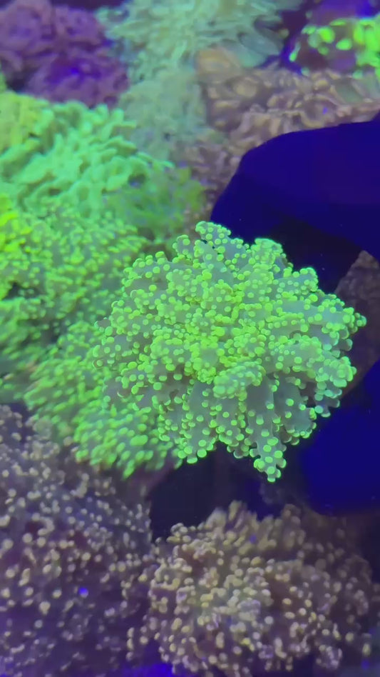 Yellow frogspawn 1h (Euphyllia paradivisa)