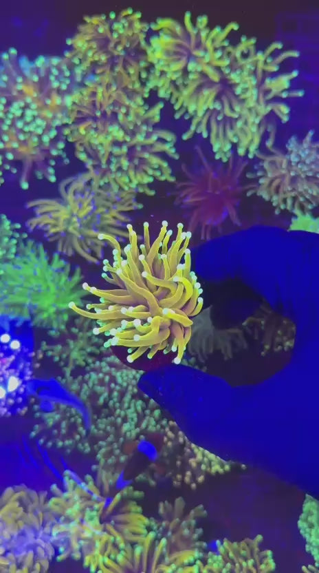 Jester torch (Euphyllia glabrescens)
