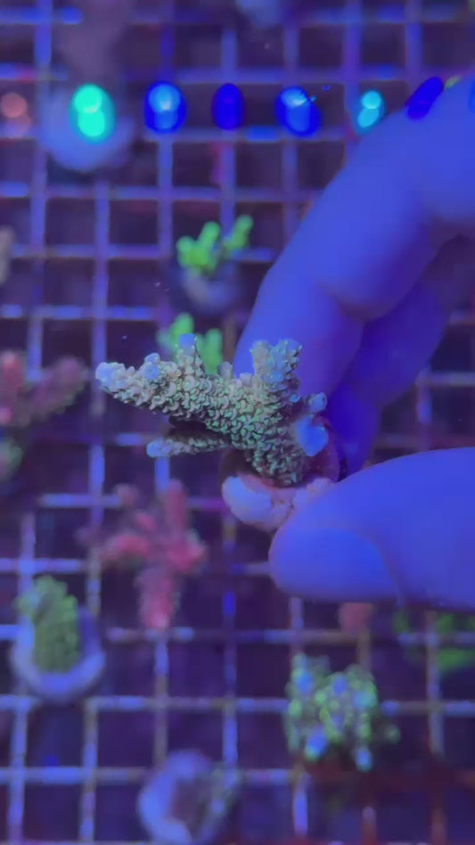 Rainbow milly ( Acropora millepora )