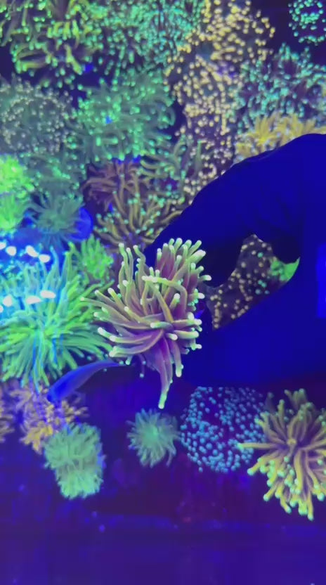 Bio hazard torch (Euphyllia glabrescens)