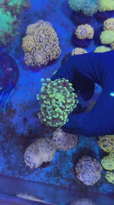 Green hammer (Euphyllia paraancora)