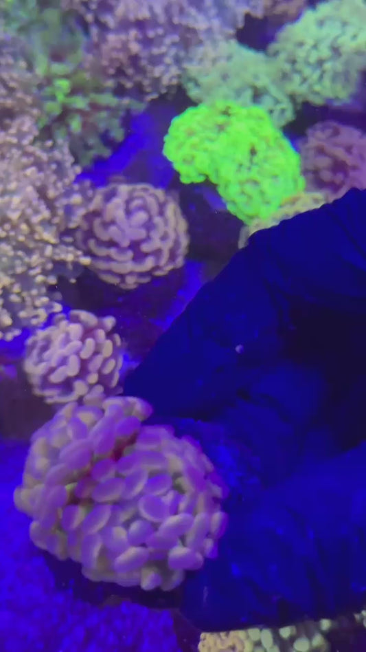 Tricolor para 2h (Euphyllia paraancora)