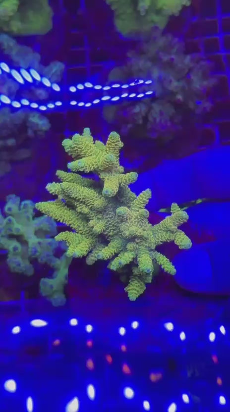 Acropora millepora colony yellow sunrise