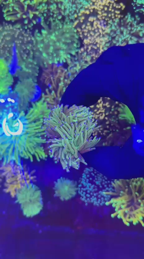 Blueberry torch (Euphyllia glabrescens)