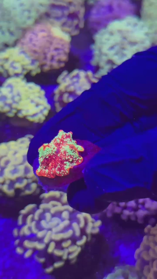 Red splatter Jawbreaker (Discosoma sp.)
