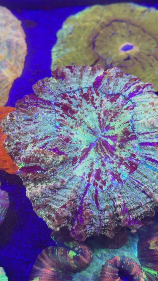 Master Multicolor Acanthophyllia