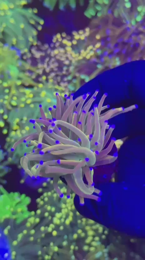 Dragon Tamer Torch (Euphyllia glabrescens)