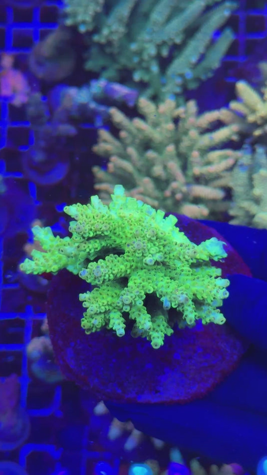 Lemonade colony (Acropora microclados)